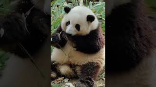 panda cute funnyvideo funnyanimals [upl. by Christensen]