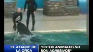 Orca asesina a su entrenadora [upl. by Nottage]