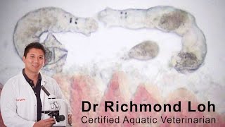 How to diagnose and treat a gill fluke infection in a goldfish pond with fish Vet Dr Loh [upl. by Sral]