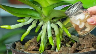 Old orchids quickly take root and bloom thanks to this trick [upl. by Domela893]