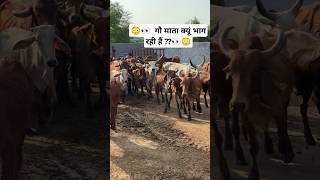 😳👀 गौ माता क्यूं भाग रही हैं 👀😳 youtubeshorts shravanseva cow trending [upl. by Nedi]