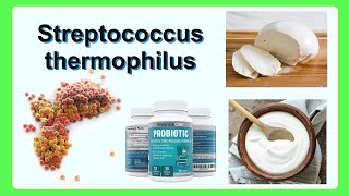 Streptococcus thermophilus [upl. by Cherlyn]