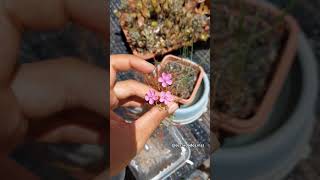 Drosera hartmeyerorum  Plantas Carnivoras de Clima Quente [upl. by Riancho]