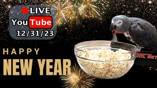 🔴🐦New Years Eve with Einstein Parrot LIVE 12312023 [upl. by Yelbmik403]