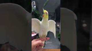 Meet Cute Charlie the Singer 🎤🦜  Adorable Bird Sings Sweet Melodies 🎵 YTShorts SingingParrot [upl. by Servais]