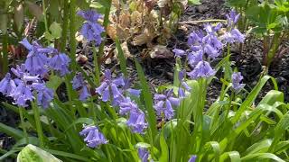 The English Bluebell Hyacinthoides nonscripta [upl. by Ailugram]