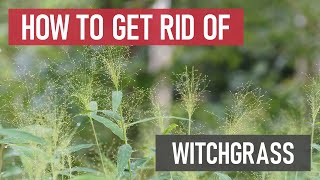 How to Get Rid of Witchgrass Weed Management [upl. by Dnaltroc]