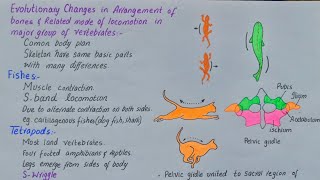 evolutionary changes in arrangement of bones  class 12  Fishes  tetrapods [upl. by Monahon699]