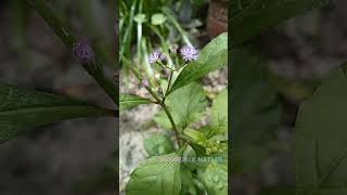 പൂവാംകുറുന്തൽ പൂവാംകുറുന്നിലCyanthillium cinereum  ironweed poovamkurunnal  poovamkurunnila [upl. by Millford462]