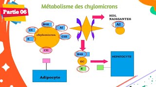 Biochimie  Métabolisme des lipides  Partie 0606  Les lipoprotéines [upl. by Oht]