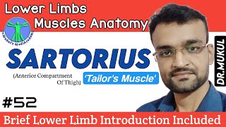 SartoriusLower Limb IntroductionLower Limb Muscle AnatomyPart 52In Hindi [upl. by Ilana]