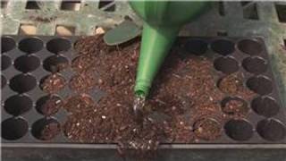 Gardening From Seeds  How to Grow Chinese Lanterns From Seeds [upl. by Bilek]