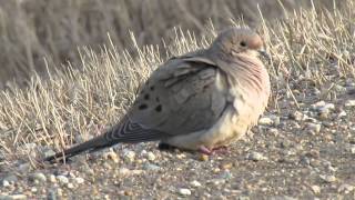 Mourning Dove coo calling NE of Regina SK Canada April 22 2014 [upl. by Namra]