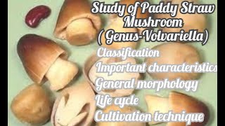 Study of paddy straw mushroom classificationcharacters morphologylife cyclecultivation technique [upl. by Esinej]