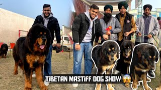 Special Tibetan Mastiff and Gaddi Dog show in Punjab😱 [upl. by Attenat993]