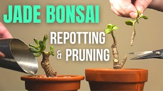 Jade plant Bonsai repotting and pruning [upl. by Adaurd853]