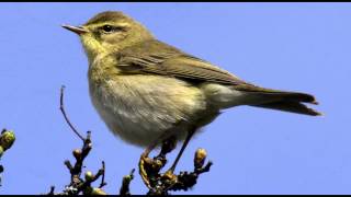 Willow Warbler Bird call Bird song [upl. by Carlile]