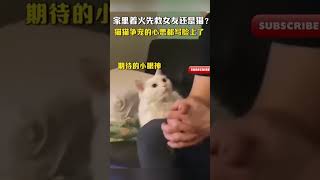 可以看的出，猫咪对这个问题也很感兴趣，争宠心思都写在了脸上！funny 萌宠 搞笑 [upl. by Enel]