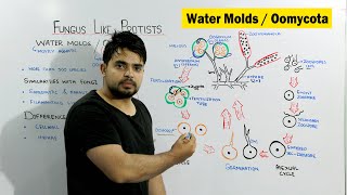 Water molds Oomycota  Fungus Like Protists  Chapter Protista and Fungi [upl. by Elinor]