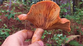 Cogumelo LACTARIUS DELICIOSUS Como Reconhecer [upl. by Gamal56]