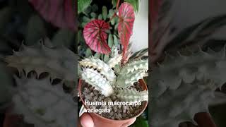 Huernia macrocarpa variegata [upl. by Marra]