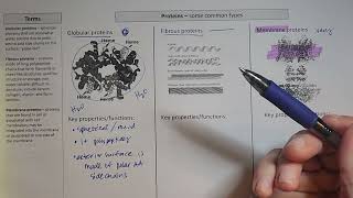 Protein Structure Part 4 of 4  Tertiary Structure  Fibrous and Globular Proteins [upl. by Dlonyar]