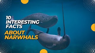 10 interesting facts about Narwhals  AnimalsAndPets [upl. by Airotkciv]