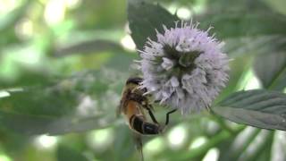 Mouche Éristale tenace filmée en Bretagne [upl. by Renell]