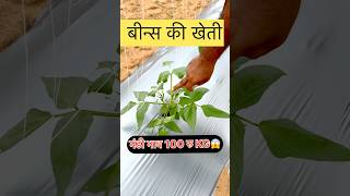 बीन्स की खेती मंडी भाव 100KG 😱 बरबटी लोबिया Beans ki khetimskfarms shots beans [upl. by Hera791]