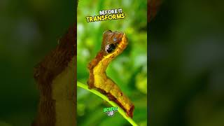 Why are animals afraid of this insect viral shorts [upl. by Henden]