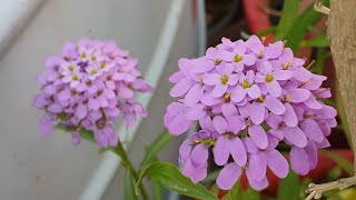 Beautiful Winter Flower  Candytuft Flower Care  How to Grow and Care Candytuft Plant [upl. by Ahsienom]