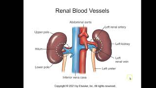 Urinary System Anatomy Part 2 of 4 [upl. by Acirdna]