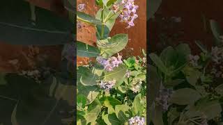 odia Village flower 🌷🌷 ytshort viral youtubeshorts bazigar flowers [upl. by Kyne]