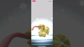 Shiny Lickitung Evolution to Lickilicky pokemon shinypokemon pokemongo lickitung glitter gold [upl. by Robena195]