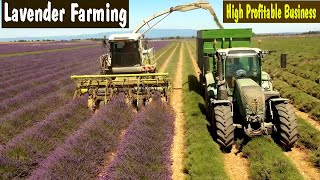 Lavender Farming  How to Grow Lavender  How to Start a Business Lavender Farm  Commercial Farming [upl. by Fidellas]