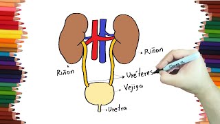 Dibujando el SISTEMA URINARIO de forma rápida y fácil  Dibubaron Speed Drawing [upl. by Yates]