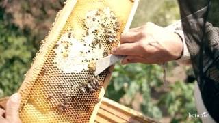 Une ruche dans son jardin pour accueillir les abeilles [upl. by Jamesy]