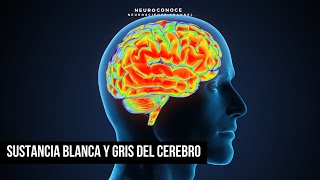 Sustancia Blanca y Gris del Cerebro Descubre sus Secretos [upl. by Abie]