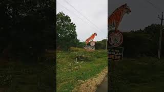 Sathyamangalam dhimbam forest shorts temple ytshortsvideo trendingshorts nature shortsfeed [upl. by Caesar335]