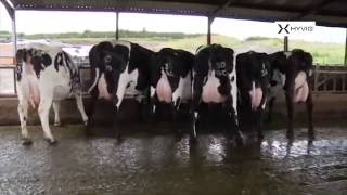 Norwegian Red crossbred dairy cows in the UK [upl. by Itsyrc]