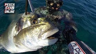 PESCA SUB  Orata Gigante  8 KG Pesca apnea nel bassofondo  Pesca subacquea Aspetto  Spearfishing [upl. by Halette]