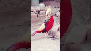 Golden Pheasant  Beautiful Pheasant  Colorful Bird birds shorts [upl. by Elleunamme]