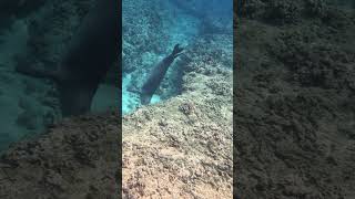 Monk Seal swimming around hawaii hawaiioutdoors oahu snorkeling monkseal [upl. by Eisinger156]