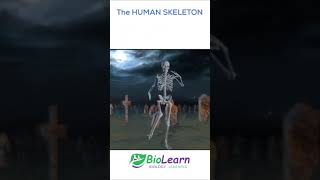 HUMAN SKELETON  Skeletal Bones  1minute Biology  Biolearn shorts youtubeshorts [upl. by Vander]