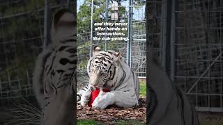 What to Look for in a Reputable ExoticAnimal Sanctuary [upl. by Laise]