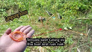 jerat ruak ruak pakai karet gelang  gak ada lawan [upl. by Billat]