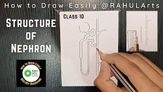 Easy trick to draw Nephron  Structure of Nephron [upl. by Atnahs]