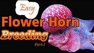 Beginners Guide for Flower horn breeding Part 1 [upl. by Sirret]