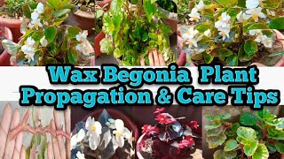 How To Propagate Begonias Part 1  Simple Method [upl. by Alyose]