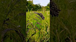 🌾VIOLET PANIC GRASS🌾panicum miliaceum [upl. by Onitsoga162]